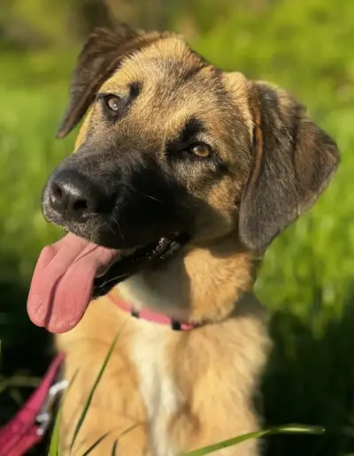 Ein Hund mit braunem Fell und einer herausgestreckten Zunge, der freundlich in die Kamera schaut.