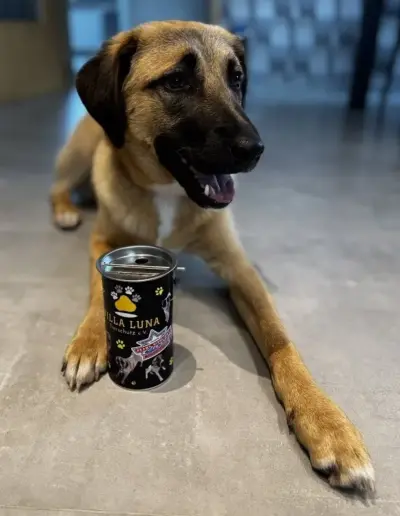 Ein Hund liegt neben einer Dose mit dem Aufdruck 'Villa Luna'.